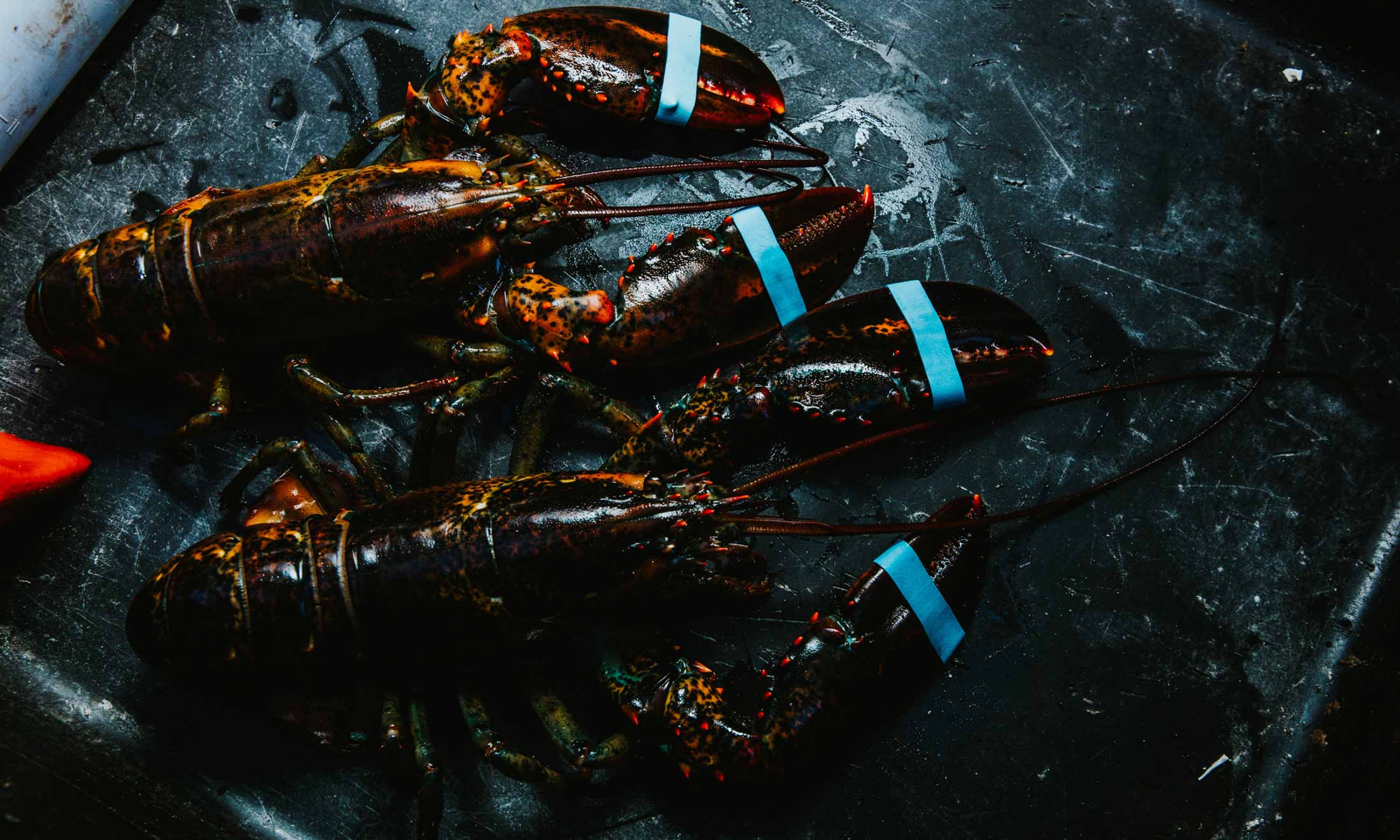 cml awesome lobster