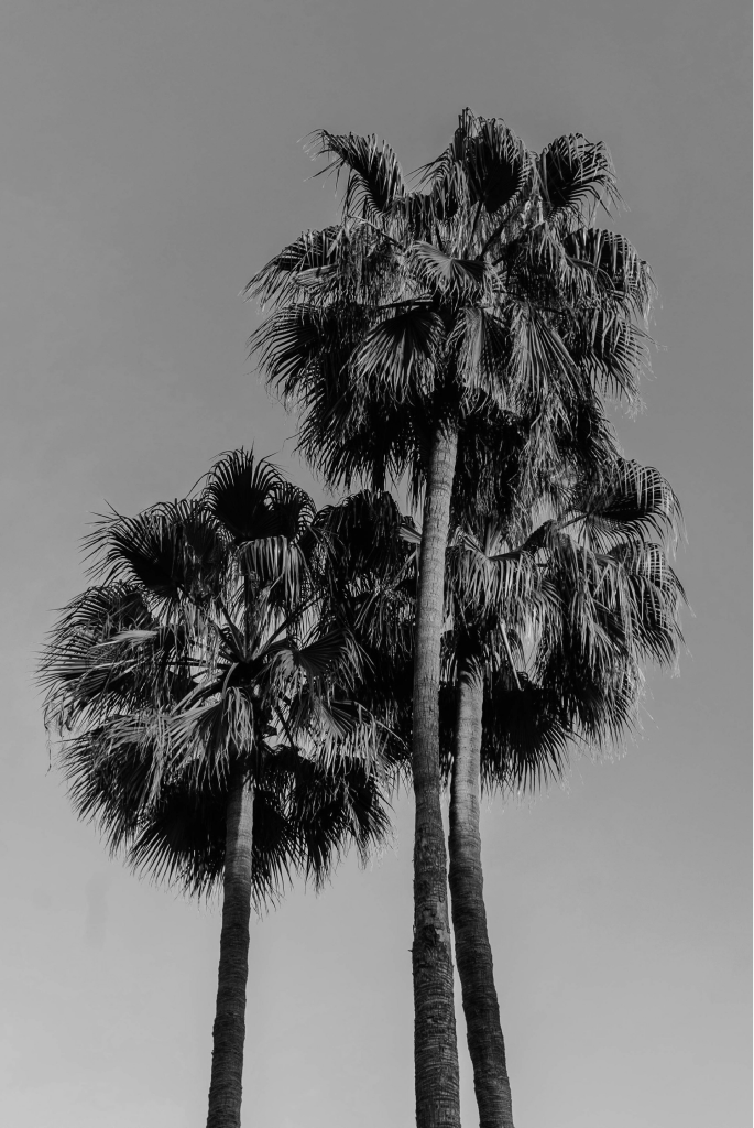 Palm trees against the sky
